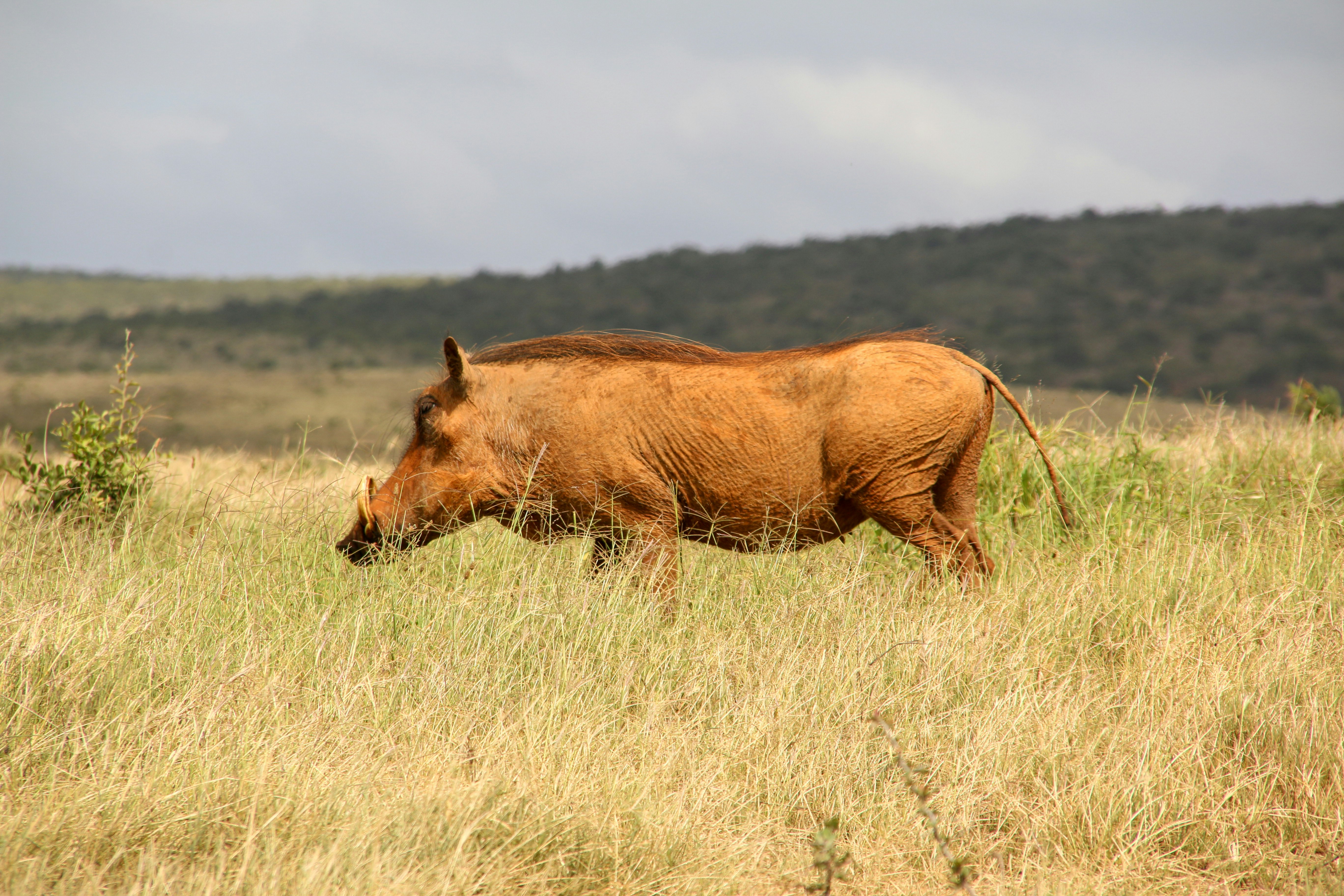 brown rhinoceros on brown grass field during daytime